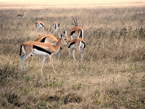 Thomson's Gazelle herd | Flickr - Photo Sharing!