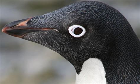 10 Unusual Facts About Penguins You May Not Know