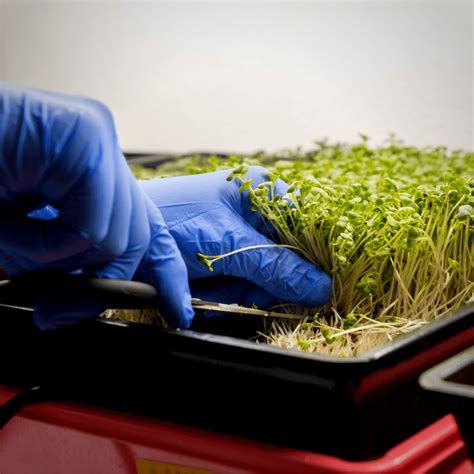 Why Radish Microgreens Are The New Trendy Superfood