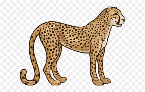 Cheetah clipart, Cheetah Transparent FREE for download on ...