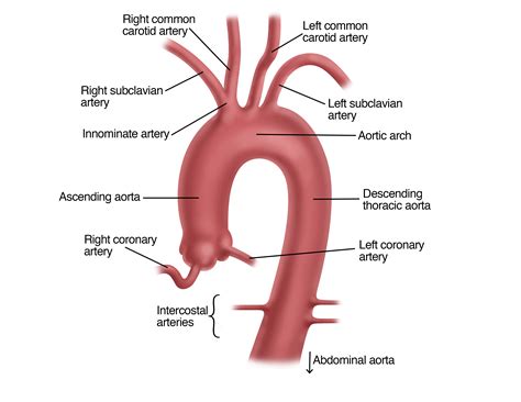 Aorta Anatomy