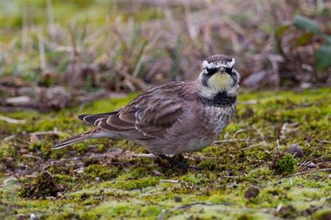 North American Horned Lark at Staines Reservoir | Look at the birds