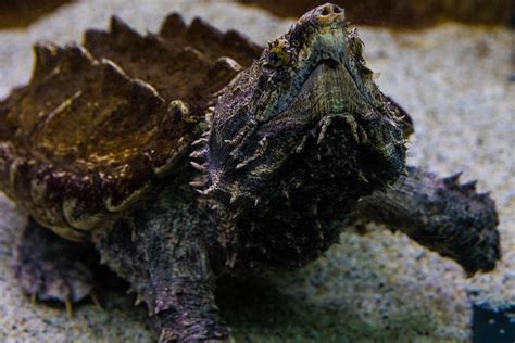 Alligator Snapping Turtle Care: Essential Tips - Reptile Behavior