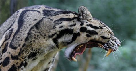 Clouded Leopard Teeth: Everything You Need To Know - A-Z Animals