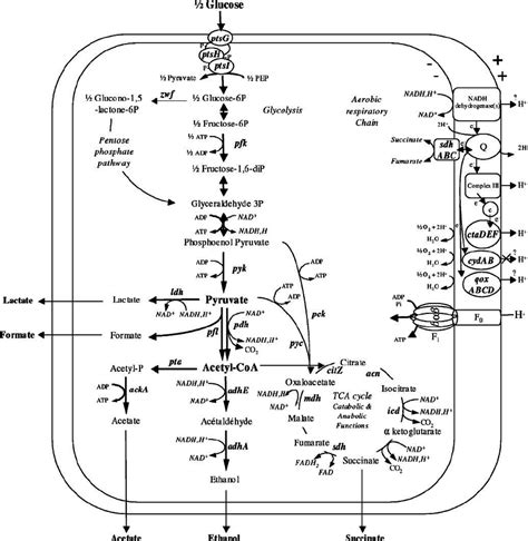 Major routes of the anaerobic and aerobic catabolic pathways in ...