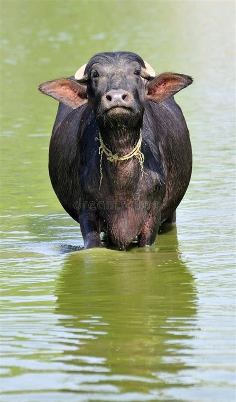 Indian buffalo stock image. Image of water, cattle, mammal - 13634723