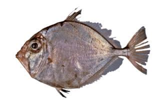 Fishing for New Zealand dory: Fish Species – FishAngler.com