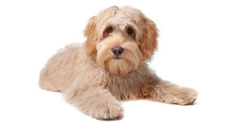 Labradoodle Growth Chart | Labradoodle Weight & Size Chart