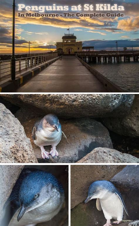 Everything you need to know: Penguins at St Kilda Pier in Melbourne! Best time to visit, how to ...