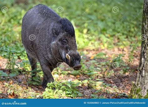 Visayan Warty Pig in the Forest Stock Photo - Image of warty, mammal: 102060882