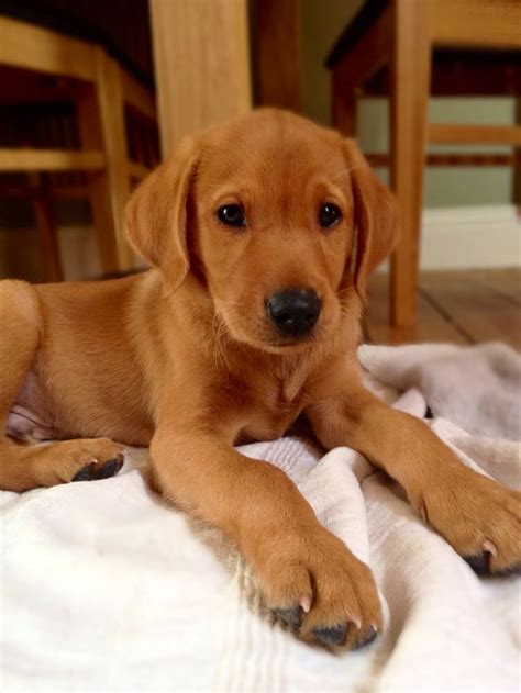 Fox Red Labrador #Loki | Puppies and pets! | Pinterest