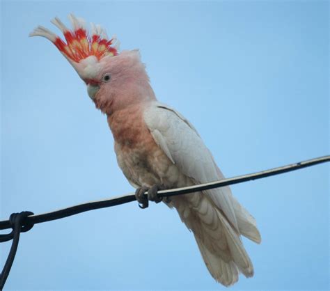 Kakadu, Süße tiere, Vögel als haustiere