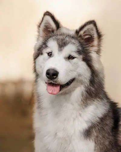 Alaskan Malamute Colors: A Complete List Of All Coat Colors | Puppies Club