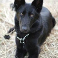 Dog Names For Black German Shepherd - Top 20 Famous Names