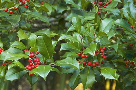 Buy American Holly for Sale Online | Direct Native Plants