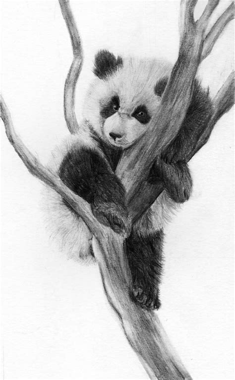 Panda by Rueppells-Fox on DeviantArt