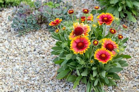 How To Grow Gaillardia (Blanket Flower): Expert Tips & Tricks