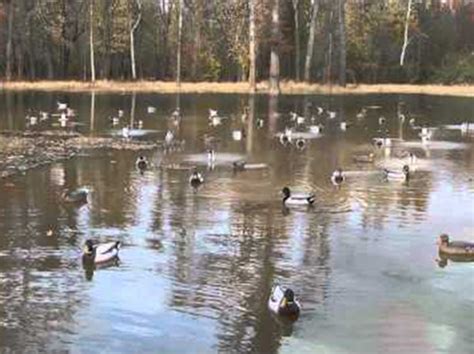 Duck Decoys - Decoying with motion! | Show Me Snow Geese