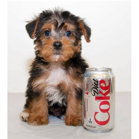 Tea Cup Yorkie Poo...i'd love it & hug it & take it with me everywhere; ) Yorkie Poo For Sale ...