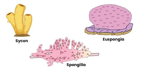 🌈 Structure of sycon. Leucosolenia: Habitat, Structure and Reproduction ...