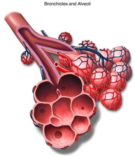 Bronchioles and Alveoli | Medical anatomy, Human anatomy model, Medical knowledge