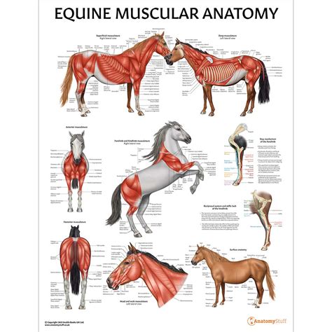 Equine Muscular Anatomy Chart | Horse Muscles Laminated Poster