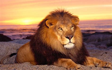 wallpapers: African Lion Wallpapers