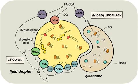 Lipolysis and lipophagy of lipid droplet contained neutral lipids.... | Download Scientific Diagram