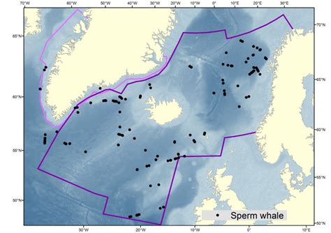 Sperm whale - NAMMCO