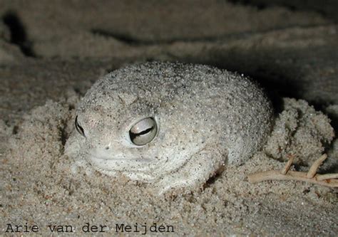 Desert Rain Frog (Frogs of South Africa) · iNaturalist