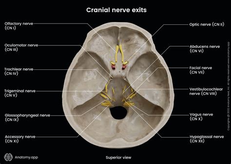 Cranial Nerve Diagram