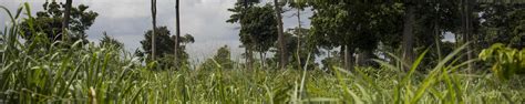 Additional Financing for Ghana Forest Investment Program - Enhancing Natural Forest and ...