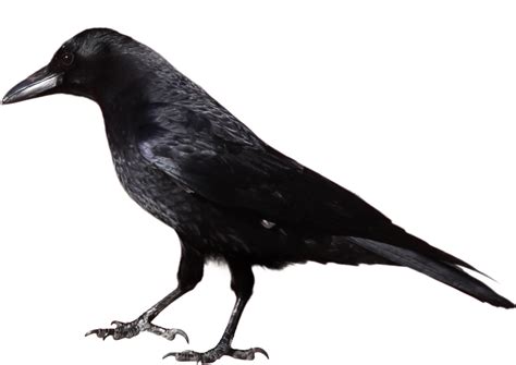 Raven PNG transparent image download, size: 1143x809px