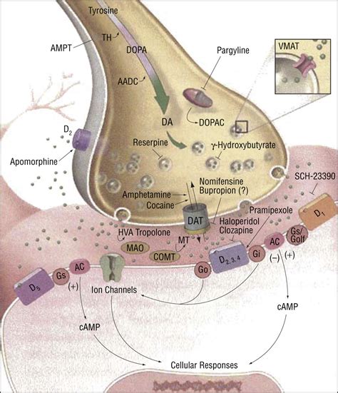 The Role of Dopamine in the Pathophysiology of Depression | Depressive Disorders | JAMA ...