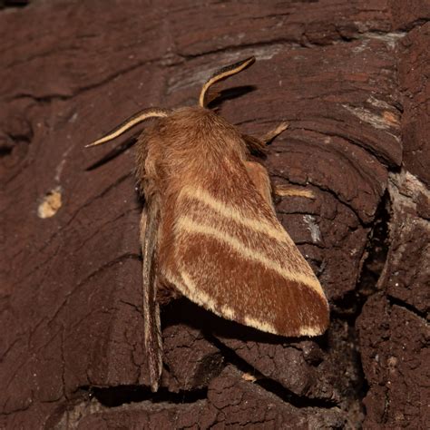 Maryland Biodiversity Project - Eastern Tent Caterpillar Moth ...