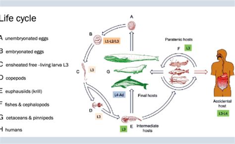 The Life Cycle Of Anisakis Simplex Adapted From Anderson 2000 Download Scientific Diagram ...