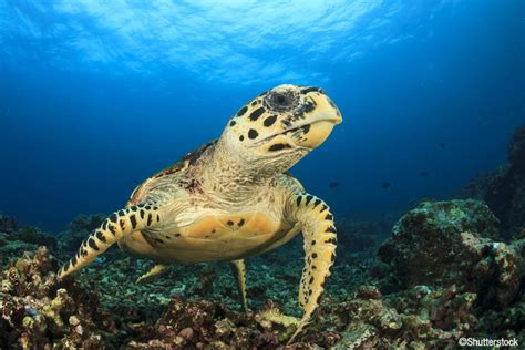 Hawksbill Turtle | Eretmochelys imbricata