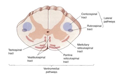 Neuro Ch. 14 Flashcards | Quizlet