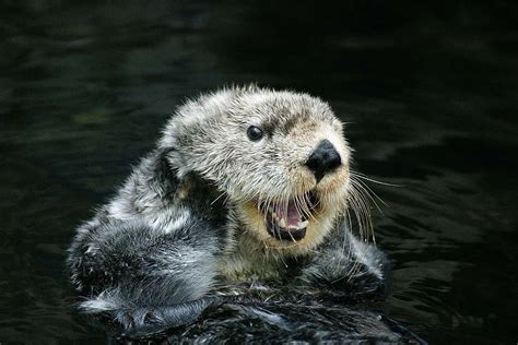 Sea otters are bouncing back - and into the jaws of great white sharks | New Scientist