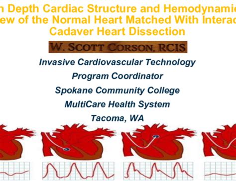 In-depth Cardiac Structure and Hemodynamic Review Matched With Interactive Cadaver Heart ...