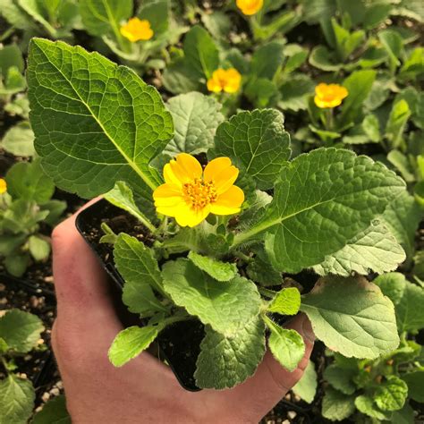 Chrysogonum virginianum 'Pierre' - Green and Gold (3.5" Pot) | Little Prince To Go