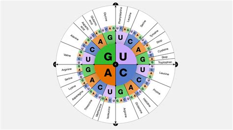 The Genetic Code Is Best Described as