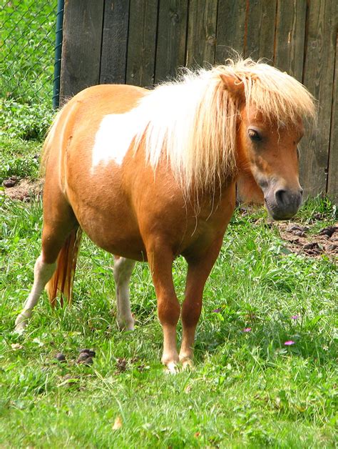 Shetland Pony – Cosley Zoo