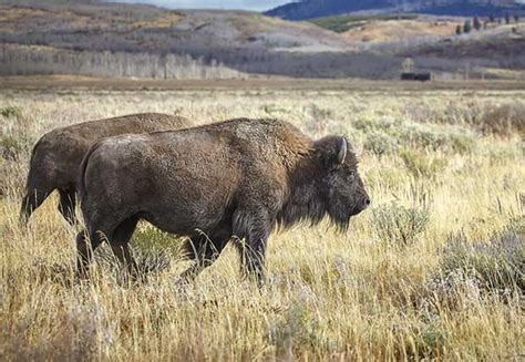 Animals Along The California Trail | The California Trail Interpretive Center