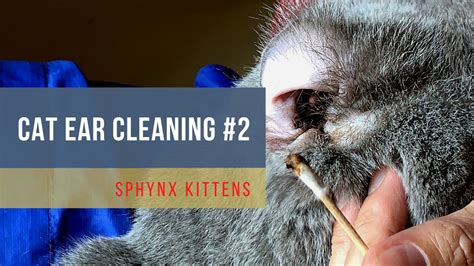 British Shorthair Cat Ear Wax Cleaning - Cat Ear Cleaning -part 2 #catearcleaning | Sphynx ...