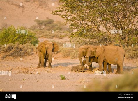 Desert Elephants in Damaraland, Namibia Stock Photo - Alamy