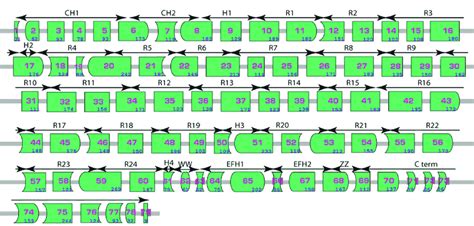 Exon structure of the dystrophin gene | Download Scientific Diagram