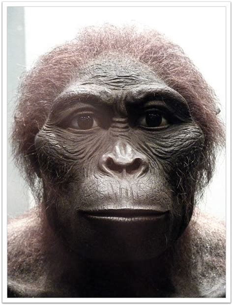 Australopithecus africanus - Alchetron, the free social encyclopedia