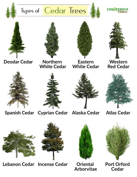 Cedar Tree Facts, Types, Identification, Diseases, Pictures Eastern ...