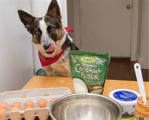 Can Dogs Eat Eggs? - Benefits, Side Effects & Preparation